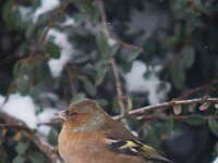 Vink 01 : 2013, Tuin, Vink